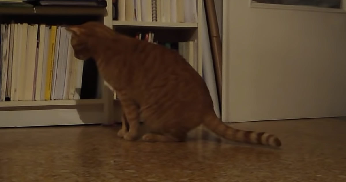 Gato VS Metrônomo