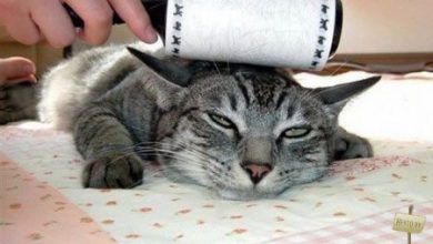 Momento Cut – Cut #5 29