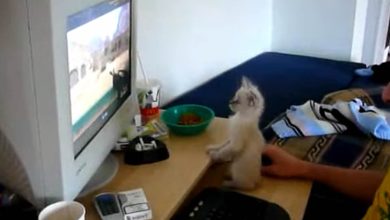 Gato viciado em Counter Strike 6