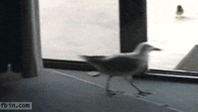 Deixa eu sair! 27