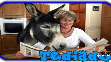 40 Respostas para Perguntas Idiotas 6