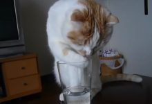 Gatinho bebendo agua 2
