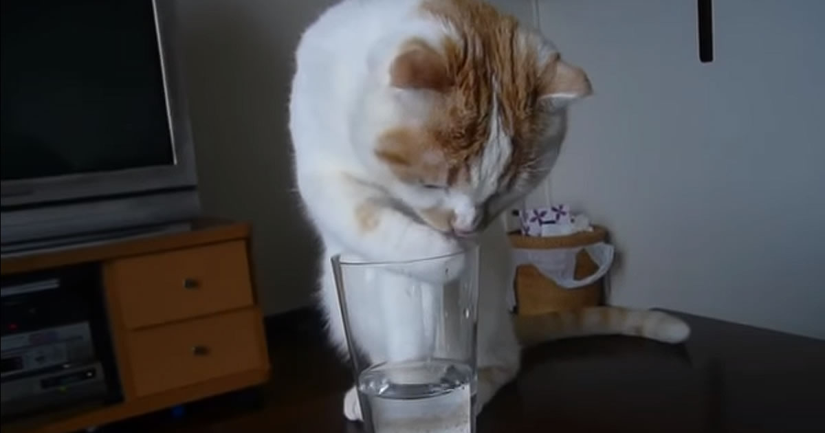 Gatinho bebendo agua 94
