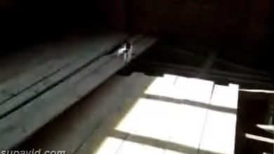 Gato fazendo Parkour 8