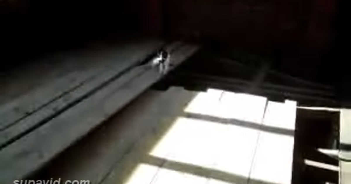 Gato fazendo Parkour