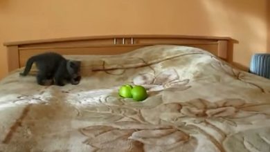 Gato contra Duas Maças 10