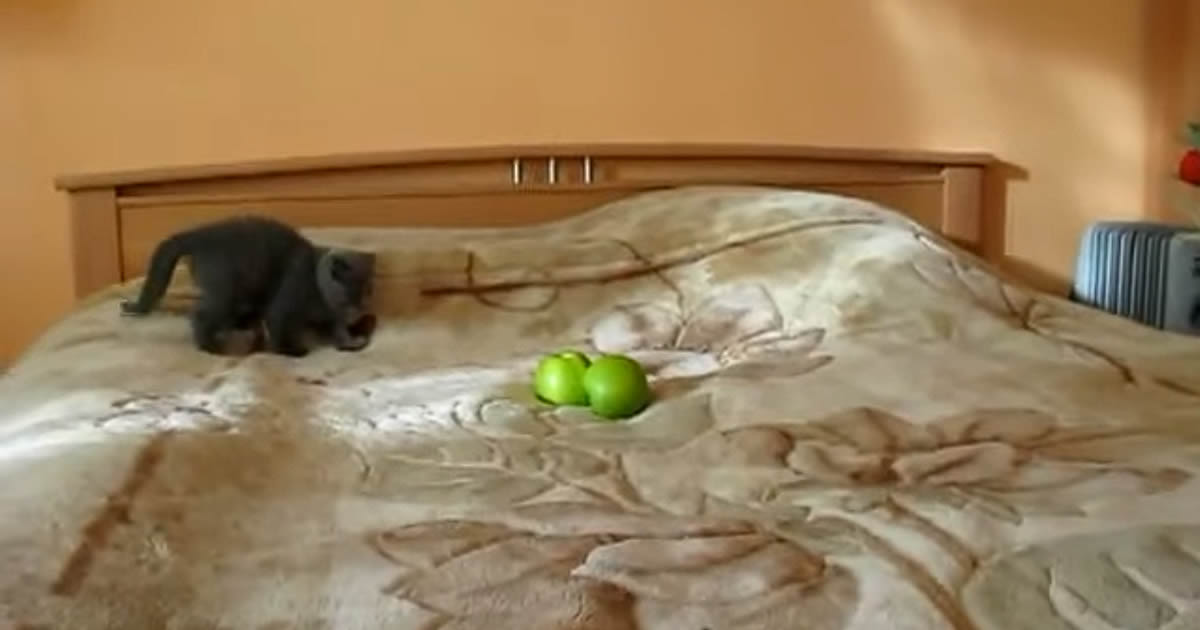 Gato contra Duas Maças