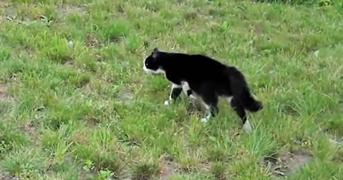 Duelo entre Cão vs Gato