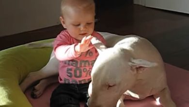 Momento Cut – Cut #8 8