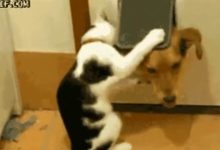 Compilation Gifs 11