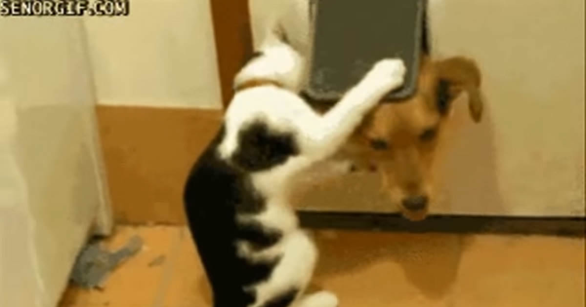 Compilation Gifs