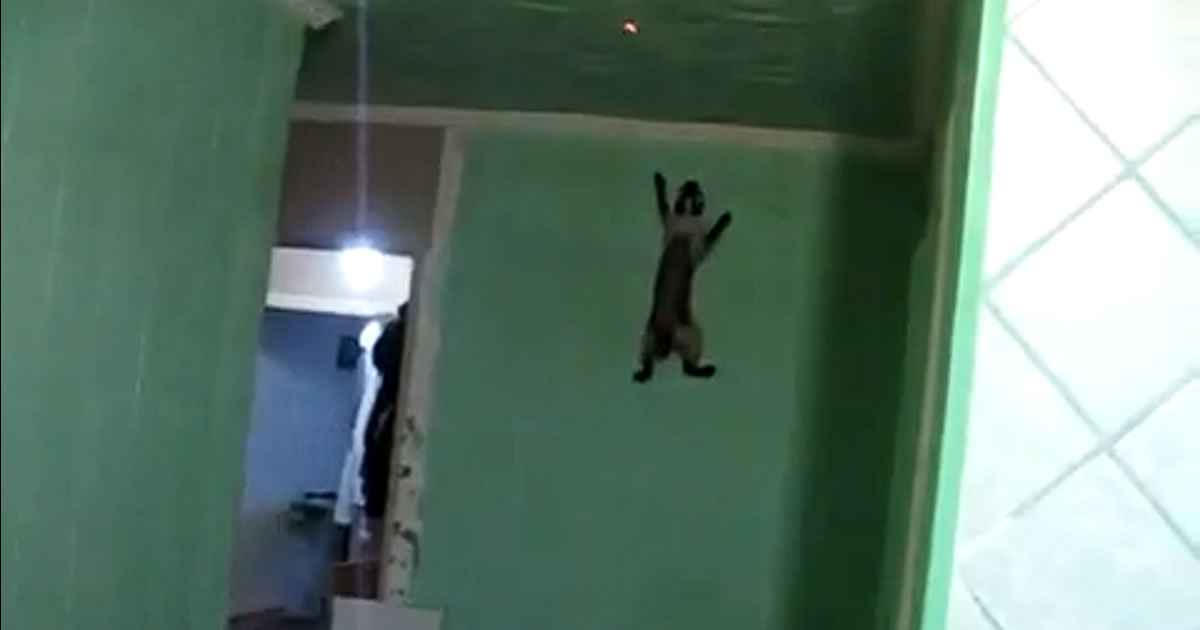 Gatinho troll