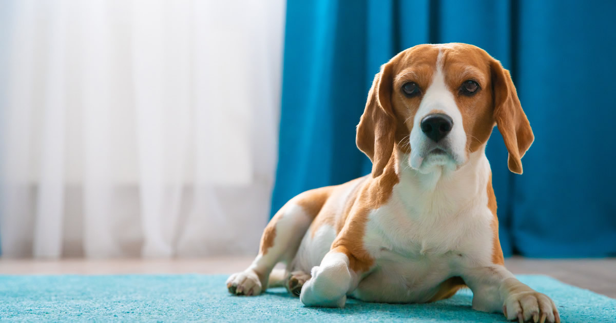 9 coisas que seu cachorro gostaria de dizer para você 1