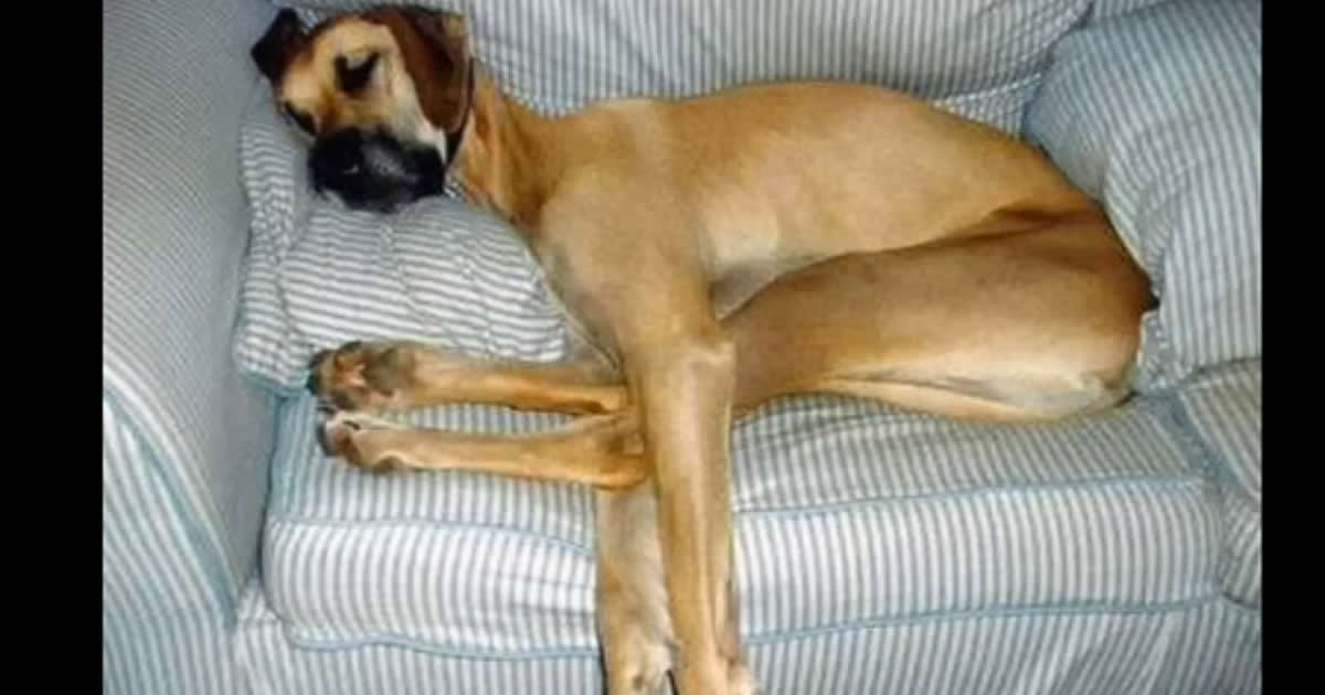 Animais em momentos Críticos