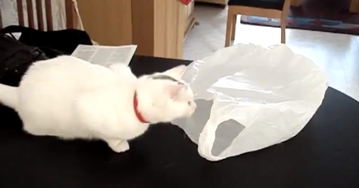 Curiosidade do gato VS Sacola plástica 1
