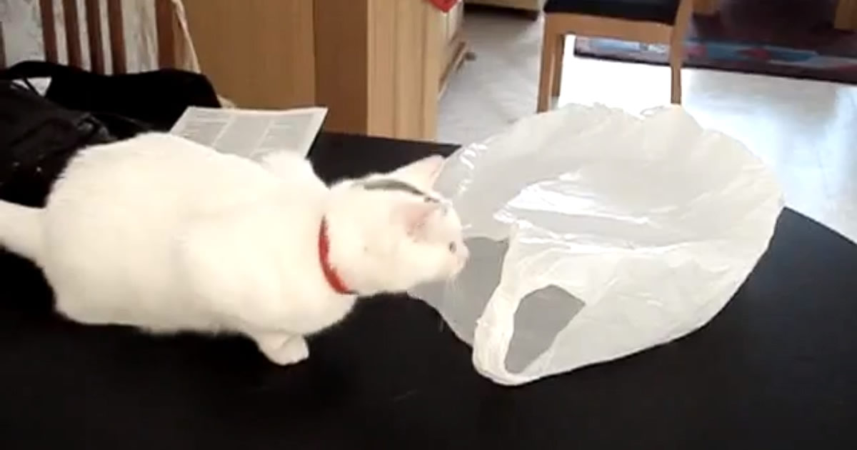 Curiosidade do gato VS Sacola plástica