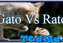 Gato Vs Rato 9