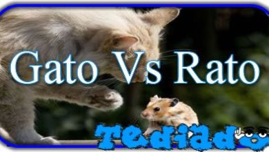 Gato Vs Rato 5