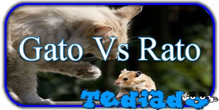 Gato Vs Rato 4