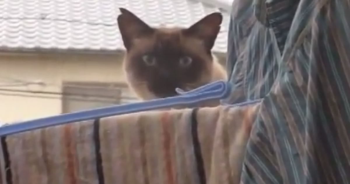 O suicídio de um gato
