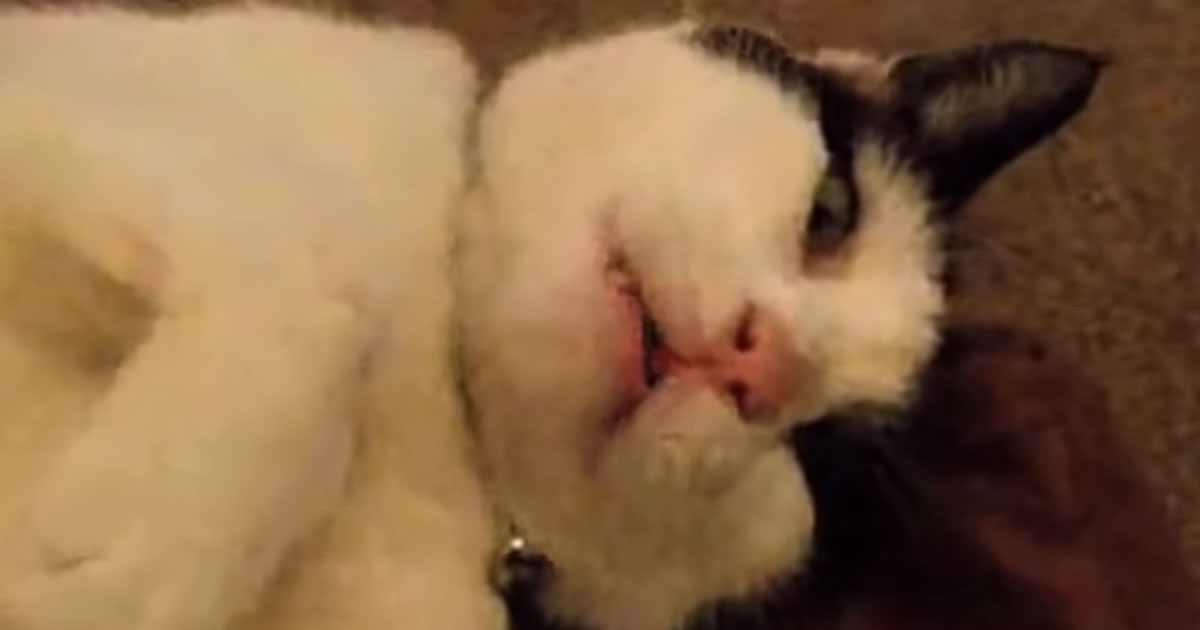 Os bocejos de gatos – AaaaaAaaahhhhhhh