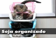 10 Lições que os Gatos podem te ensinar para 2012 8