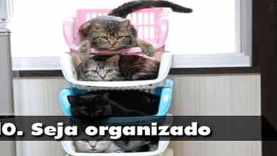 10 Lições que os Gatos podem te ensinar para 2012 22