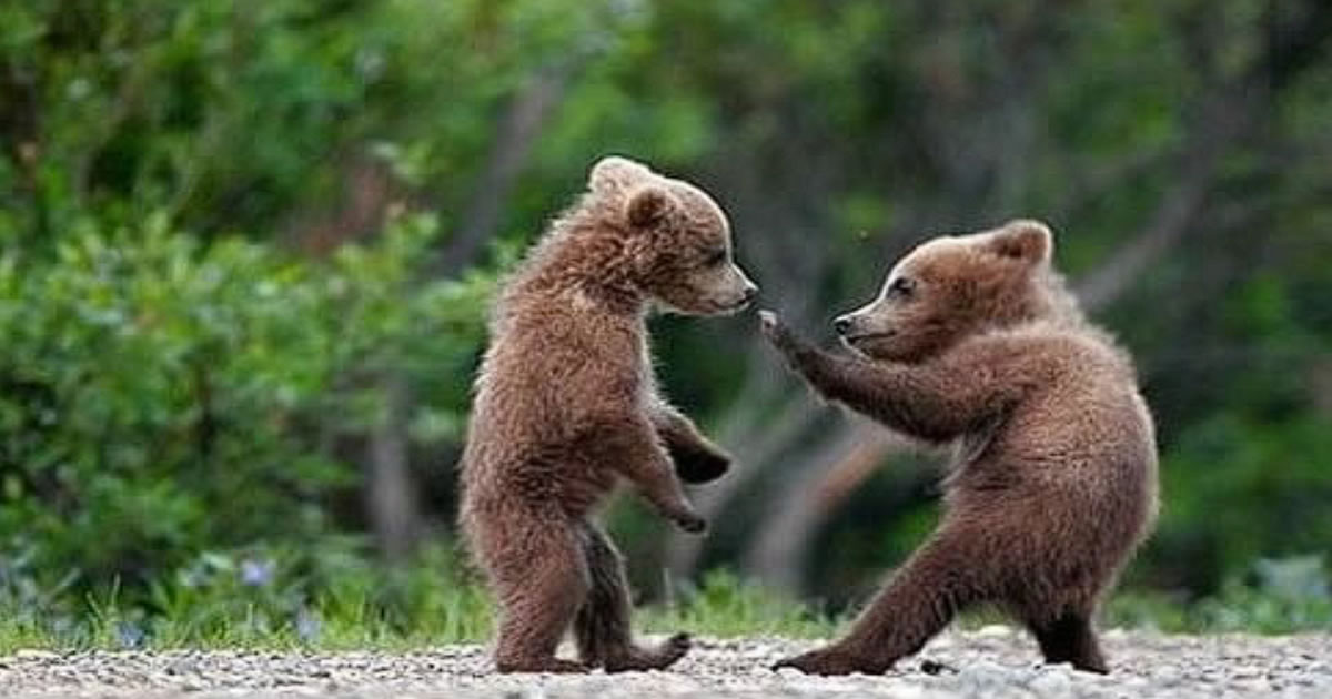 Animais Kung Fu