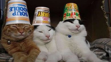 Fotos da Net (10) 42