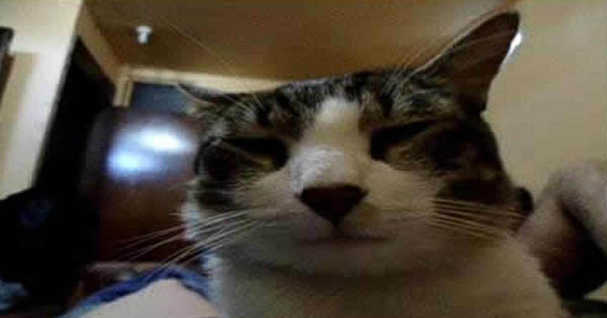 Um gato irritado