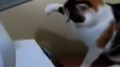 Os 10 Melhores Momentos Cut Cut de Gato 8