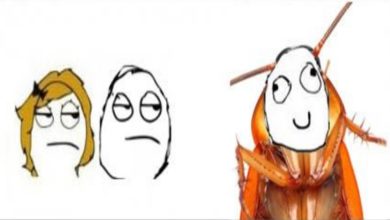 Asas! Elas são muito importante 32