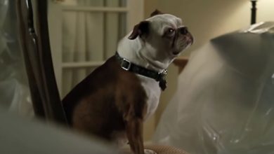 Um cachorro fazendo cover de “Rolling In The Deep” da Adele 6