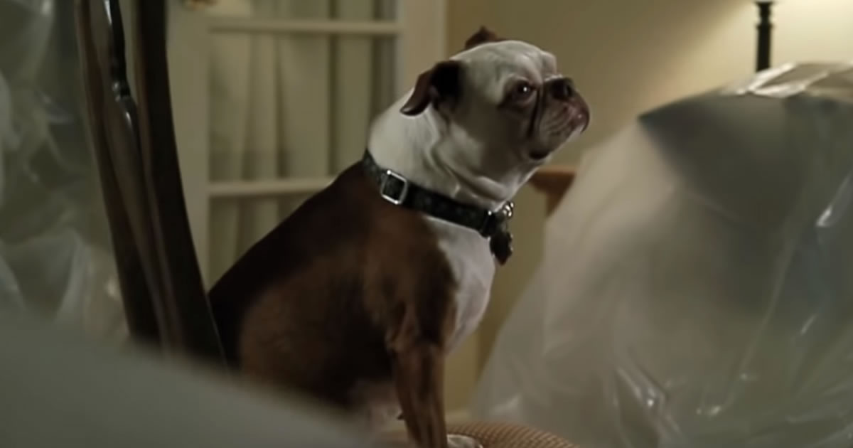 Um cachorro fazendo cover de “Rolling In The Deep” da Adele