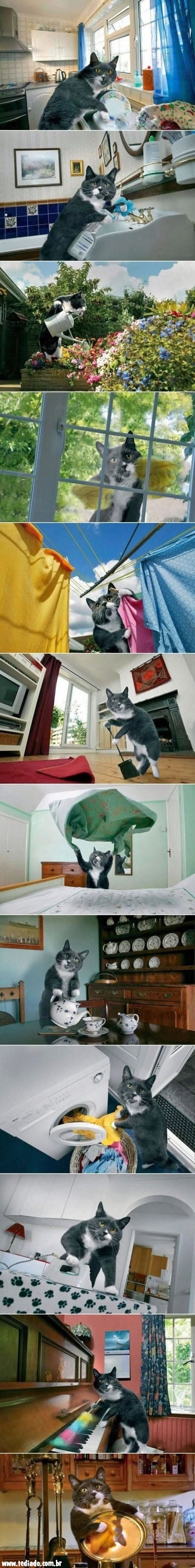 A vida de uma gata de família 3