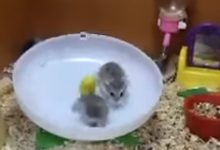 Dois Hamsters e uma roda 4
