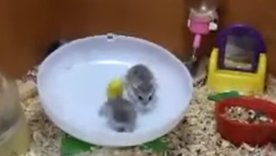 Dois Hamsters e uma roda 9