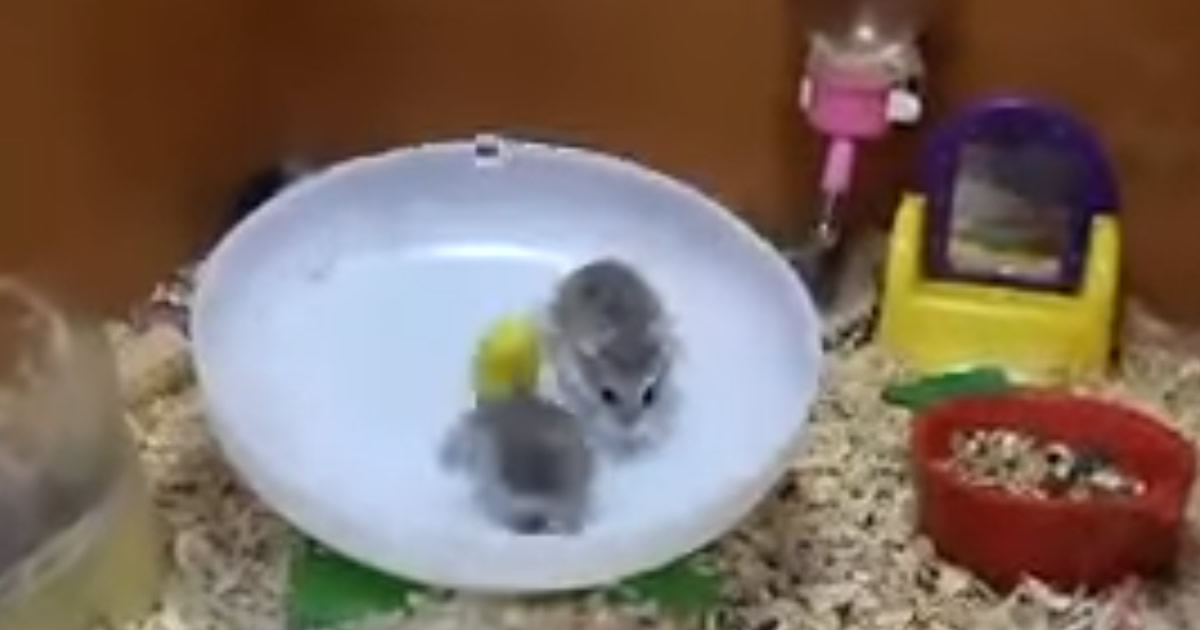Dois Hamsters e uma roda