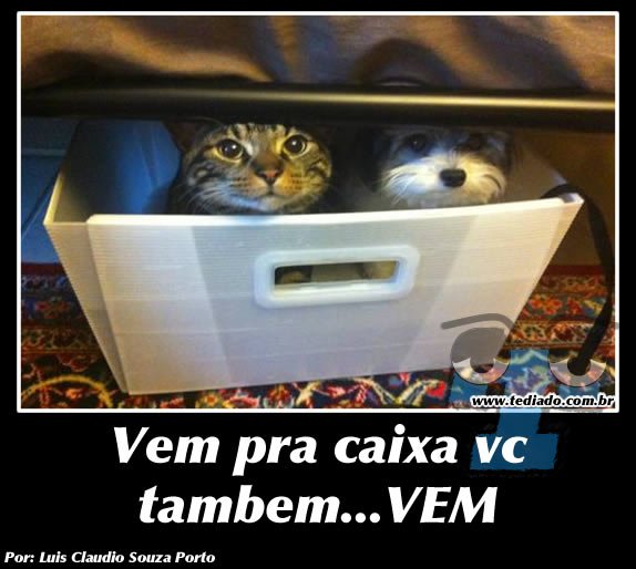 Plaquinhas divertidas #11 59