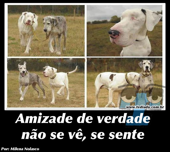 Plaquinhas divertidas #13 24