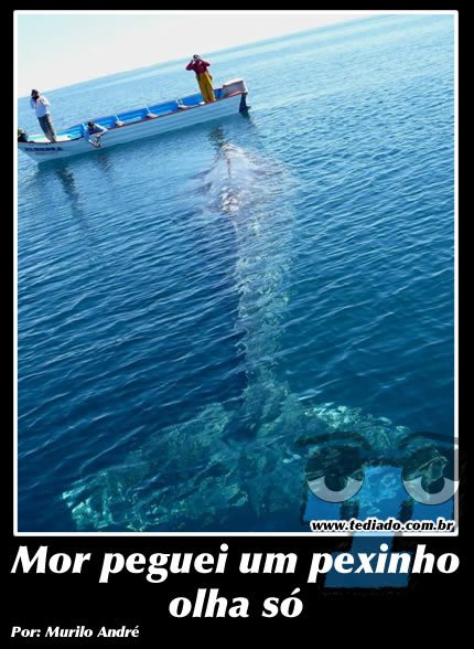 Plaquinhas divertidas #14 48