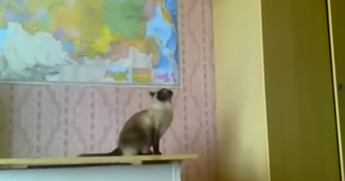 Compilação de Gatos
