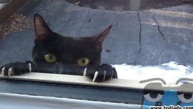 Plaquinhas divertidas #26 5