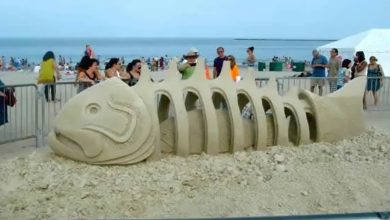 Coisas que você não vê todos os dias 9