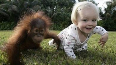 Coleção de imagens emocionais. 34