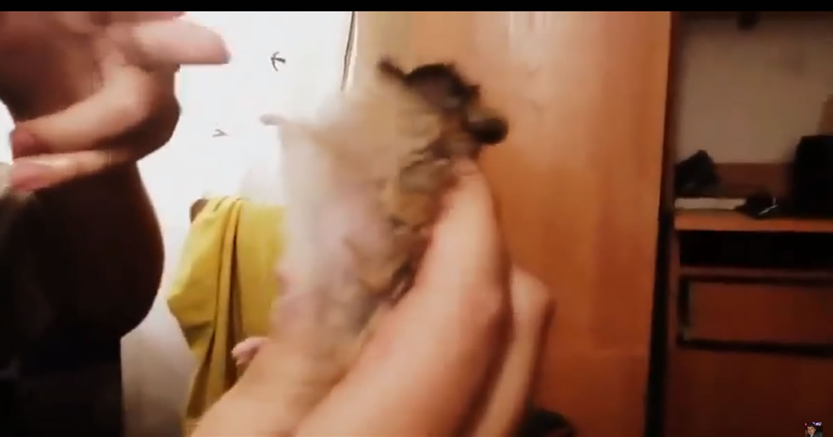 Hamster atuar em uma cena de assassinato