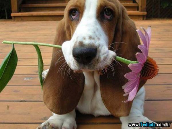 imagens_emocionais03