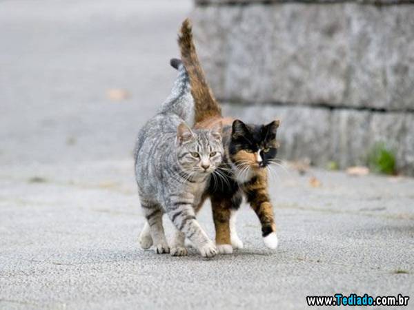 imagens_emocionais32