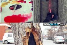 Menina talentosa transforma buracos de árvores em vista linda com seu pincel 8