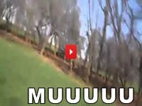Vaca perturbada atacou o homem com a câmera 5
